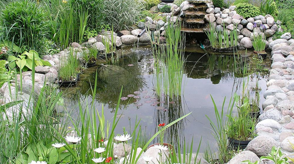 vijverplanten waterpartij