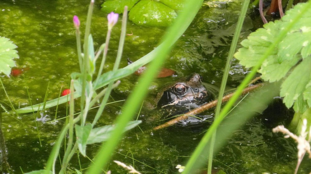 moerasvijver in de vijver